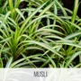 musli