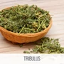 tribulus